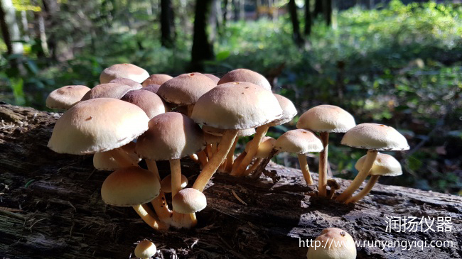 野蘑菇不可随意食用 高效液相色谱仪检测蘑菇中鹅膏毒肽类毒素