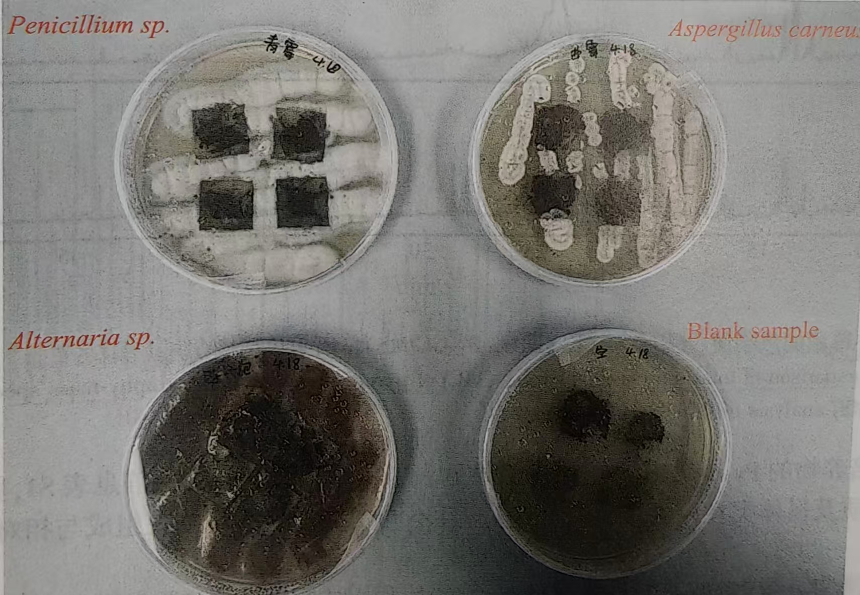 热裂解气相色谱-质谱联用技术应用于贝叶经木质纤维素的微生物降解机理 热裂解气相色谱-质谱联用技术应用于贝叶经木质纤维素的微生物降解机理